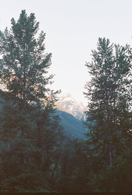 Mountain Meets Trees