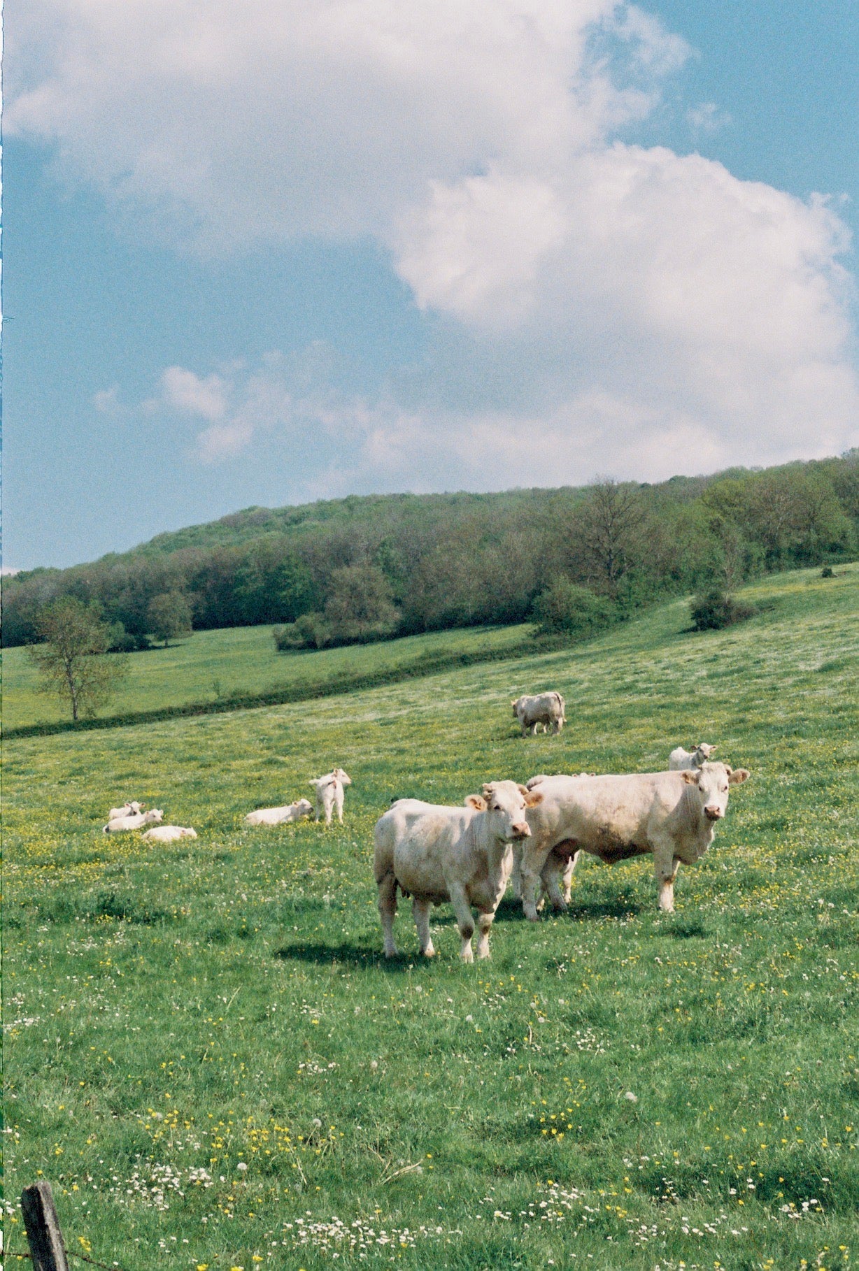 French Cows