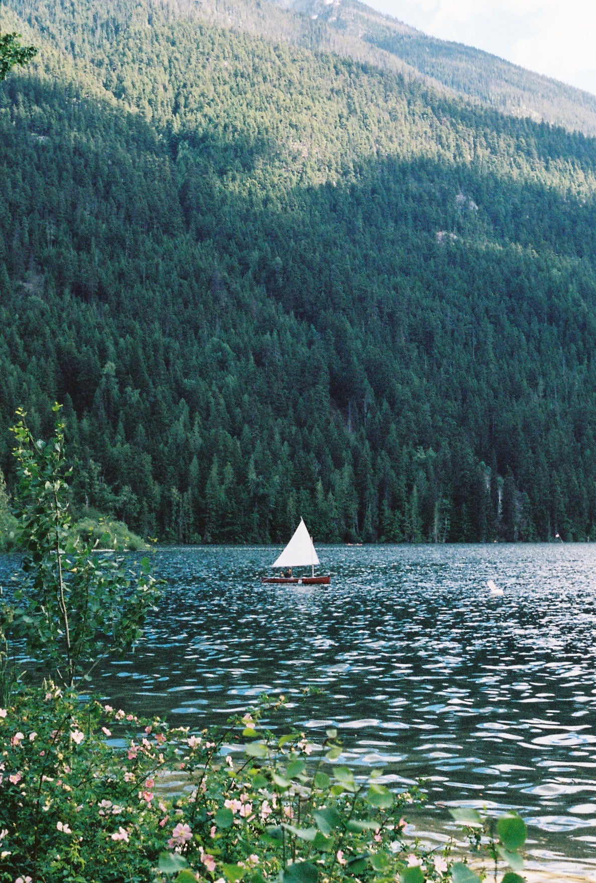 Small Summer Sailboat